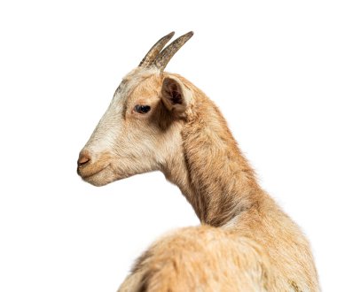 Kafasını çevirip arkasına bakan genç bir keçinin portresi.