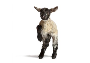 Oyuncu dört günlük kuzu beyaz arka planda zıplıyor, gençlik enerjisini ve çekiciliğini sergiliyor.