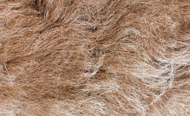 Kahverengi ve beyaz kamerun koyun kürkünün detaylı makro görüntüsü yumuşak, dokulu bir arka plan oluşturuyor.