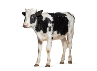 Siyah beyaz benekli sevimli Frizya buzağısı beyaz arka planda duruyor.