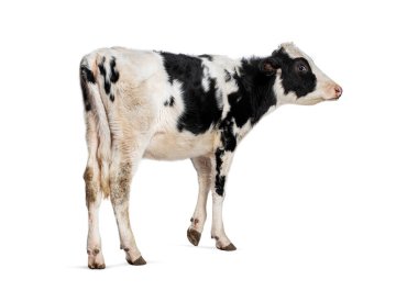 Frizya 'nın beyaz ve siyah bir buzağının görüntüsü. Uzakta duran ve beyaz üzerinde izole edilmiş bir şeye bakıyor.