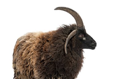 Çerçevenin sağına bakan dört boynuzlu bir Jacob koyunun stüdyo fotoğrafı.