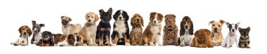 Bir sürü köpek yavrusu yan yana oturup poz veriyor şeffaf bir arkaplanda.