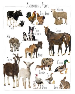 Eğitim grafiği inek, koyun, tavuk, at, eşek, köpek, midilli, keçi, domuz, ördek, hindi ve tavşan gibi çeşitli çiftlik hayvanlarını yavrularıyla sunar.