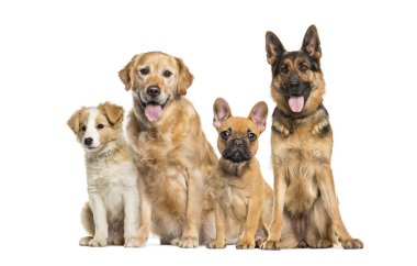 Dört köpek oturuyor ve nefes nefese, golden retriever, German Shepherd, French bulldog ve border collie