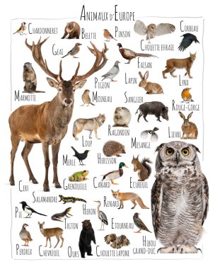 Avrupa hayvanlarının çeşitli bir koleksiyonunu gösteren eğitim çizelgesinde memeliler, kuşlar, sürüngenler ve amfibiler görsel olarak birbirine bağlanıyor.