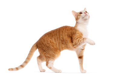 Kızıl kedi beyaz arka planda zarifçe yürüyor.