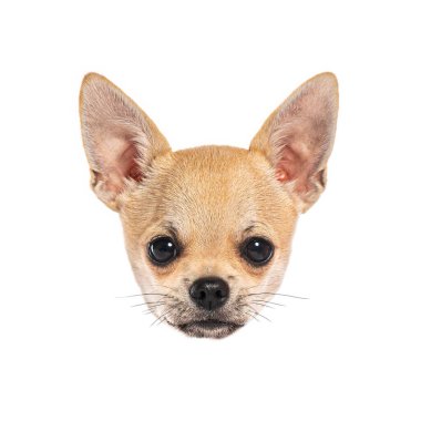 Beyaz bir arka planda bekleyen sevimli bir chihuahua yavru köpeği.