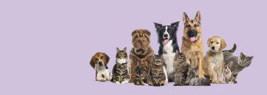 Bir grup kedi ve köpek, mor bir arka planda oturup poz veriyorlar.