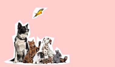 Köpek, kedi, tavşan, gelincik, dalmaçyalı, kaplumbağa ve papağan dahil olmak üzere evcil hayvanlar, pembe bir arka planda uçan güneş conure papağanına bakıyorlar.