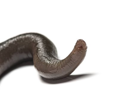 Sülük, Trocheta tayfı, sürünüyor, beyaz üzerinde izole edilmiş.