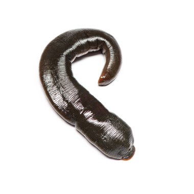 Sülük, Trocheta tayfı, sürünüyor, beyaz üzerinde izole edilmiş.