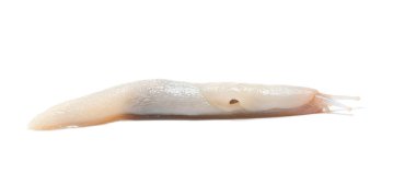 Beyaz arka planda sürünen bir leopar sümüklü böceğinin albino ya da renk varyasyonu.