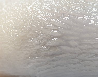 Bir albino ya da candida renk varyasyon sümüklü böceği, limax maximus, benzersiz dokusu ve parıltılı görünümü vurguluyor