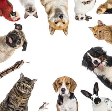 Çeşitli evcil hayvan grupları hoş bir çerçeve yaratıyor, evcil hayvanların cazibesini sergiliyorlar.