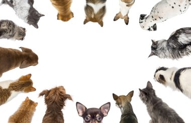 Farklı cinsten kediler ve köpekler aşağı bakıyor, biri kameraya bakıyor, beyaz arka planda bir çember oluşturuyor.