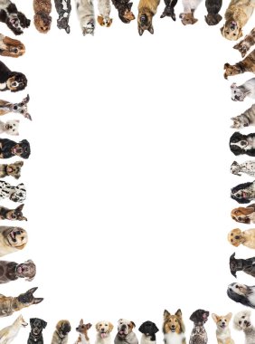 Farklı cinsten birçok köpek beyaz arka planda bir çerçeve yapıyor.