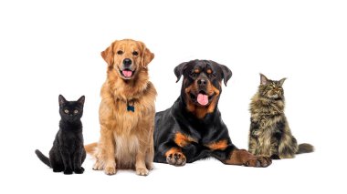 Köpek ve kediler, golden retriever, rottweiler, black cat ve maine coon cat gibi birlikte poz veren bir grup arkadaş.