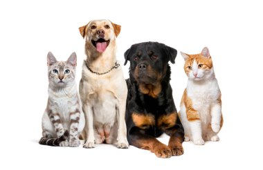 Sevimli bir grup kedi ve köpek bir arada oturup türler arası uyumun iç açıcı bir sahnesini oluşturuyorlar.