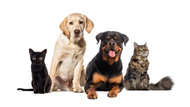 Birlikte poz veren hayvanlar arasında Labrador Retriever, Rottweiler, Kara Kedi ve Maine Rakun Kedi de var.