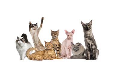 Farklı cinsten yedi kedi beyaz bir arka planda oturuyor ve duruyor.