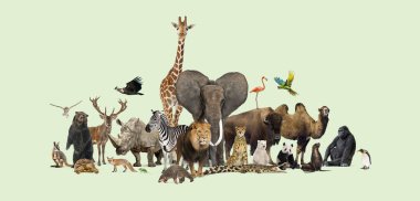 Memeliler, kuşlar ve sürüngenler de dahil olmak üzere çeşitli hayvanlar açık yeşil arka planda bir araya toplanır.