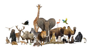 Bir grup evcil hayvan, kedi ve köpek, labrador retriever, rottweiler, kara kedi ve maine rakun kedi de dahil olmak üzere birlikte poz veriyorlar.