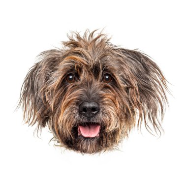 Katalan bir çoban köpeğinin portresi beyaz bir arkaplanda soluk soluğa, anlamlı özelliklerini sergiliyor.