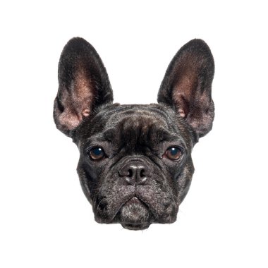 Bir Fransız bulldog 'unun temiz beyaz bir arka planda izole edilmiş, ayırt edici büyük kulaklarını sergilediği vesikalık fotoğrafı.