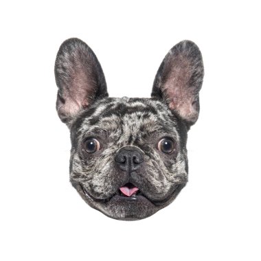 Merle French Bulldog 'un başı soluk soluğa ve beyaz arka planda dilini gösteriyor.