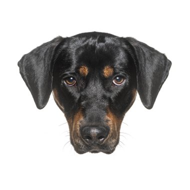 Beyazların üzerinde izole edilmiş, özenli bir ifadeye sahip güzel bir köpeğin vesikalığı.
