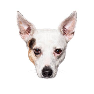 Beyaz arka planda izole edilmiş, dikkatle dinleyen sevimli Terrier köpeğinin vesikalığı.