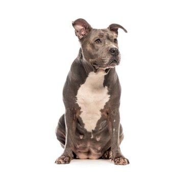 Güçlü Amerikan zorba köpeği beyaz arka planda izole bir şekilde oturuyor ve başka tarafa bakıyor.