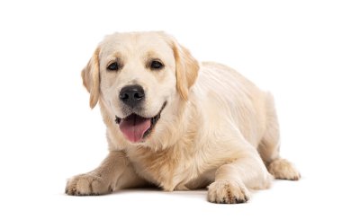 Golden Retriever neşeli bir ifadeyle dinleniyor.