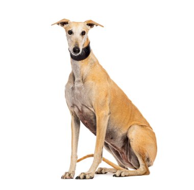 İspanyol tazısı, Galgo espanol olarak da bilinir, yaka takar ve beyaz bir arka planda oturur.