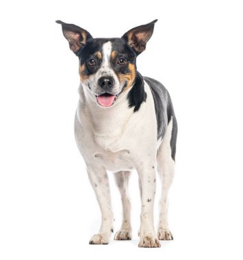 Mutlu melez köpek beyaz bir arka planda duruyor, nefes nefese ve ileriye bakıyor.