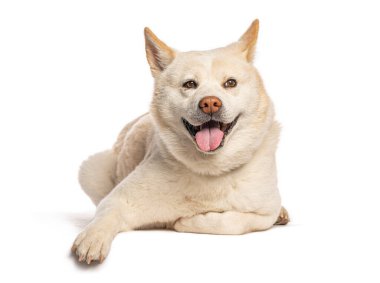 Neşeli akita inu dog dilin dışarıda uzanıyor.