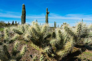 Cactus and Saguaro at Tumamoc Hill, Tucson, Arizona