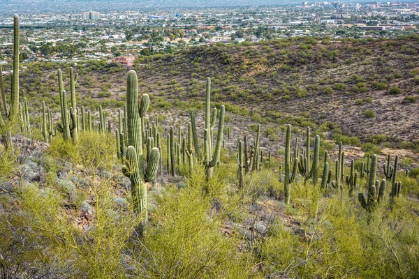 Vegetation at Tumamoc Hill, Tucson, Arizona