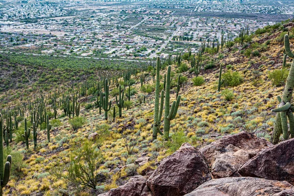 Cactus Saguaro Tumamoc Hill Tucson Arizona — Foto de Stock