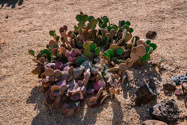 Pouštní Rostliny Zahradě Mission Xavier Del Bac Tucson Arizona Usa — Stock fotografie