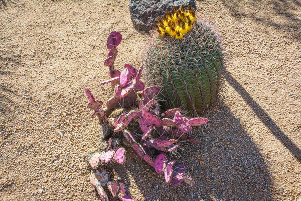 Wüstenpflanzen Garten Der Mission Xavier Del Bac Tucson Arizona Usa — Stockfoto