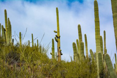 Tumamoc Hill, Tucson, Arizona 'da Kaktüs ve Saguaro.