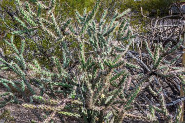 Vegetation at Tumamoc Hill, Tucson, Arizona