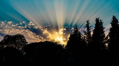 Yapraklı ormanda gün batımı