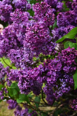 white lilac shrub blossoms in spring. Beautiful floral nature wallpaper in the green garden