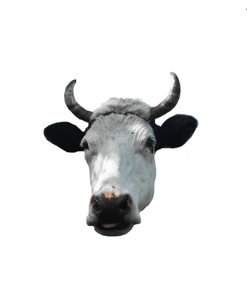 Kráva Její Hlava Bílém Pozadí Černé Bílé — Stock fotografie