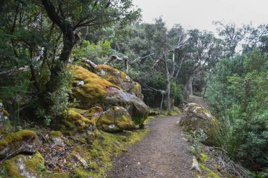 Tazmanya, Avustralya 'daki üç pelerin yürüyüşü dışında, Cape Pillar boyunca yürüyüş izlerinin manzara portresi.