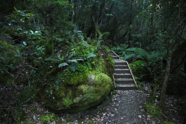 Tazmanya Avustralya 'daki üç pelerin patikası boyunca yemyeşil yosun bitkileri ve eğreltiotlarıyla dolu yemyeşil, büyüleyici bir ormanın manzara portresi.