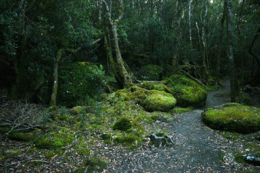 Tazmanya Avustralya 'daki üç pelerin patikası boyunca yemyeşil yosun bitkileri ve eğreltiotlarıyla dolu yemyeşil, büyüleyici bir ormanın manzara portresi.